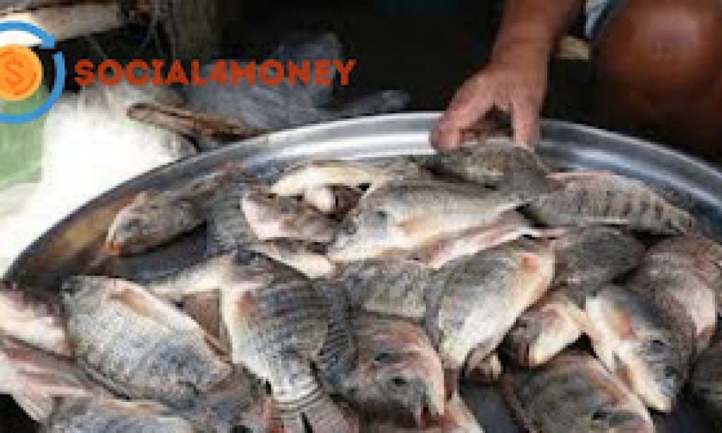 مشروع تربية الأسماك بالتفصيل و دراسة جدوي حصرية لمشروع الاستزراع السمكي