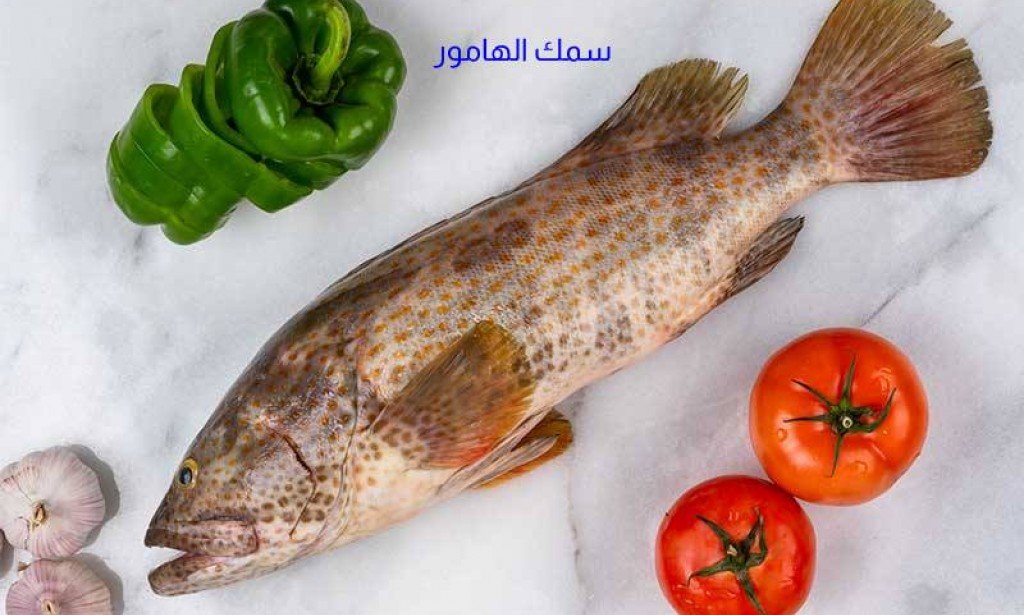 سمك هامور بكريمة الطبخ  والمشروم