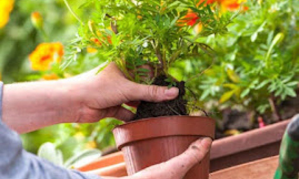 طريقة زراعة الزهور في برميل في المنزل