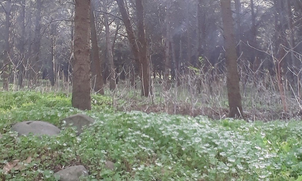 قصيدة ملامح وجهي تخدعني💔