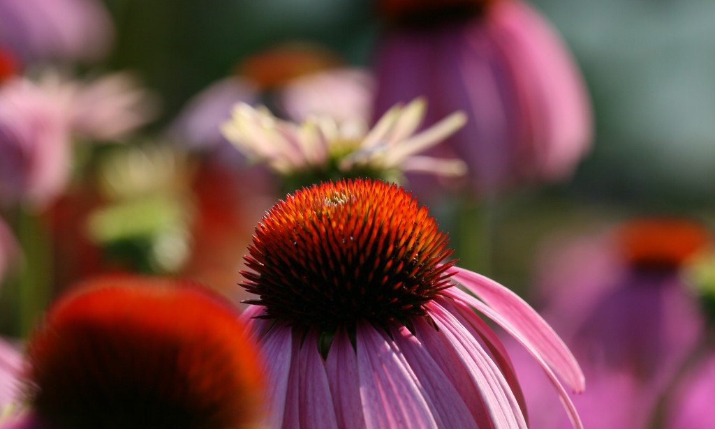 قصيدتي تغني السعودية والإمارات العربية