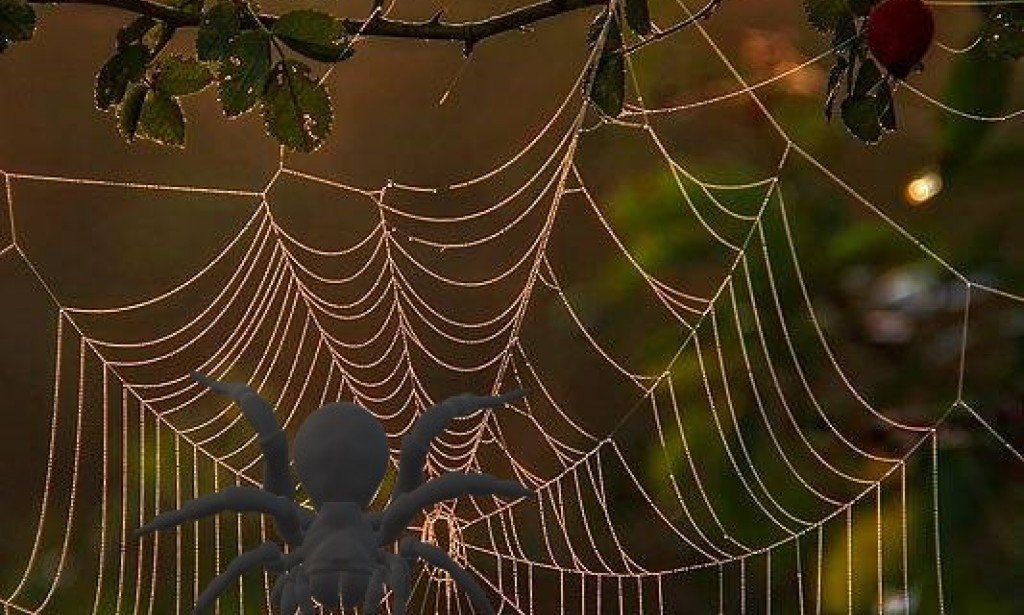 لماذا لا يقع العنكبوت فى خيوطه الخاصة به ؟ اليكم أسرار العنكبوت بالكامل
