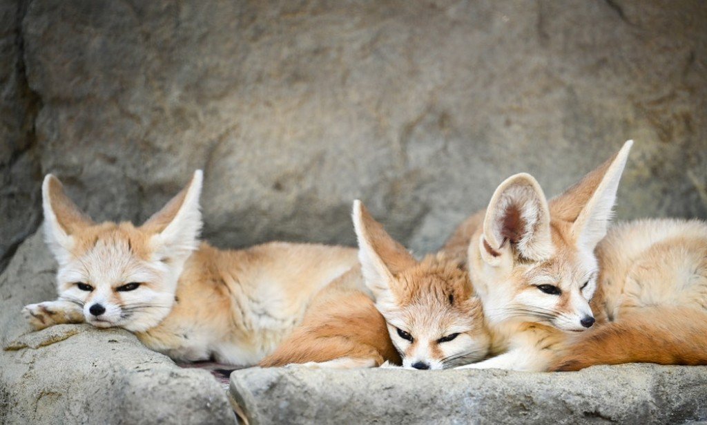 معلومات مثيرة عن ثعلب الفنك أصغر ثعلب في العالم