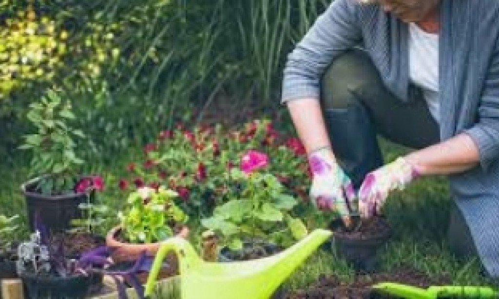 فوائد الزرع في المنزل