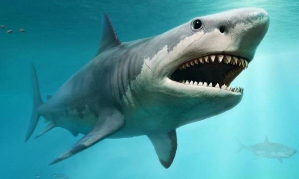 اخطر انواع الاسماك السامة والتي تسبب التسمم