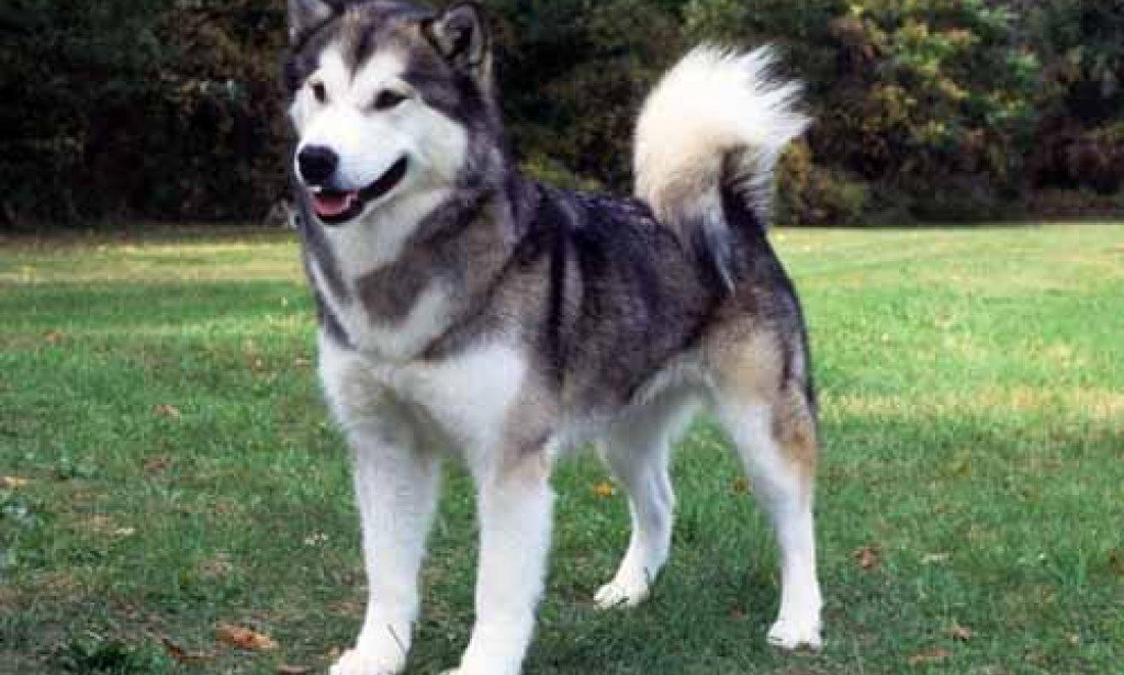 Information about dogs