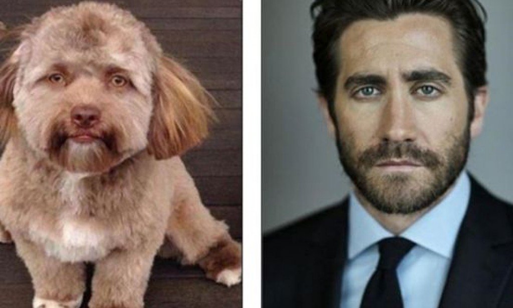 "يشبه وجه الانسان".. قصة أغرب كلب في العالم.. قصته ستدهشك