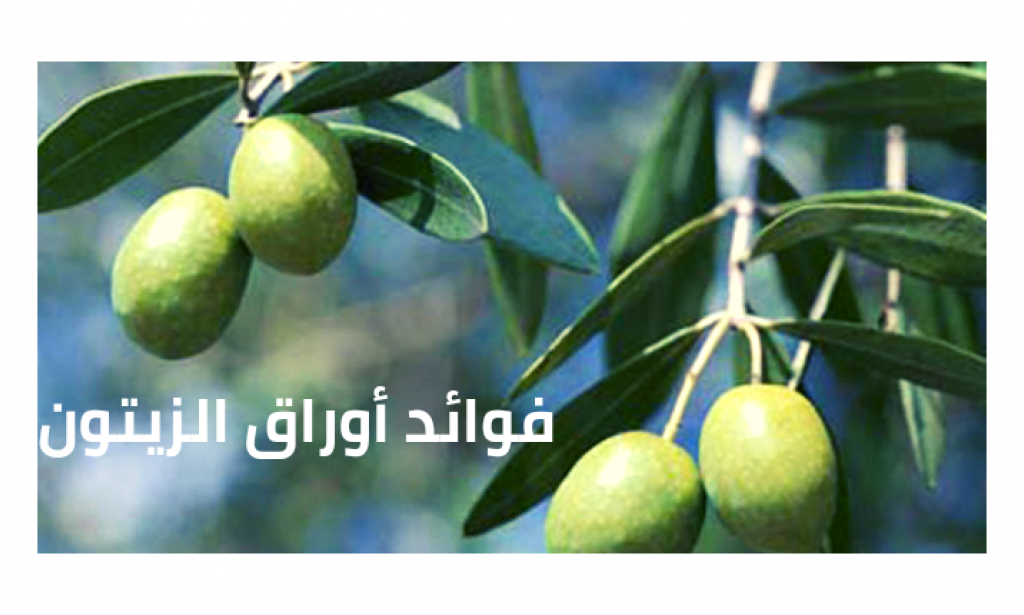 تعرف على أهم فوائد اوراق الزيتون العلاجية ، وكيفية الاستخدام