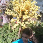 Noha Gamal