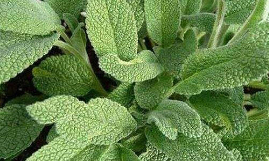 فوائد الميرمية ( العشب المقدس )