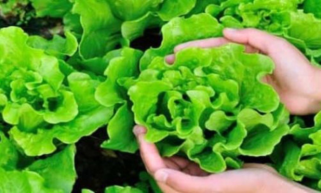 وأخيرآ معجزة ربانية علاج البروستاتا والانتصاب وسرعة القذف بطريقة حصرية زيت الخس للجنس