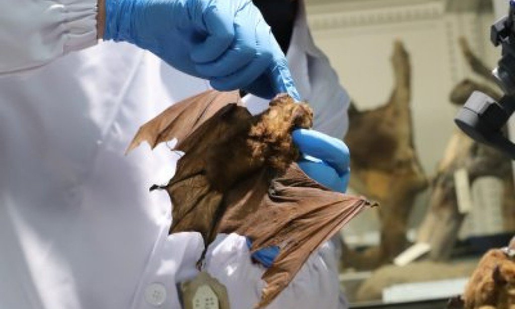 Langya henipavirus, Khosta-2 Should one be concerned about the discovery of new viruses?