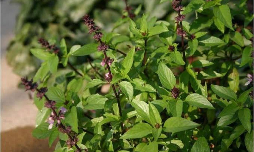 الريحان وأهم فوائده للرجال