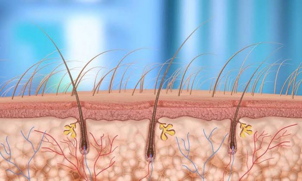 كيف أعرف أن بصيلات الشعر ماتت