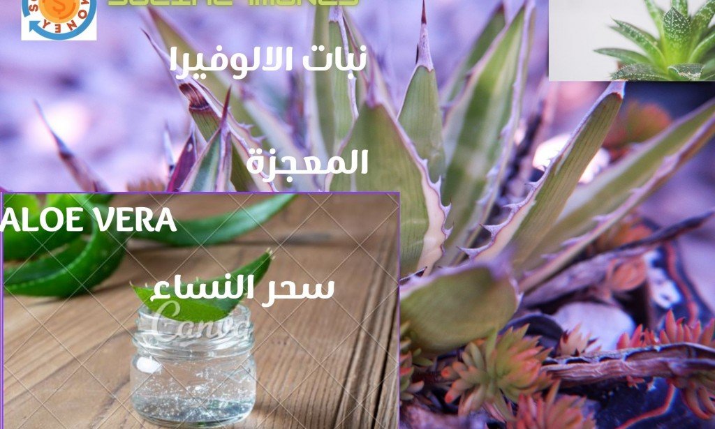 فوائد نبات الالوفيرا, صيدلية النساء السحرية.