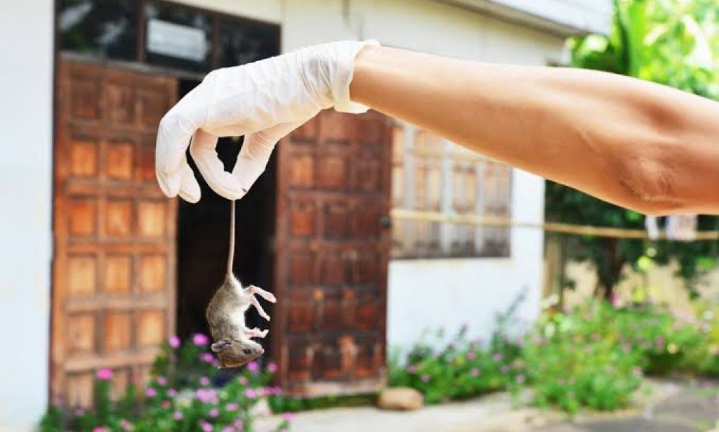 أفضل الطرق للتخلص من الفئران بشكل نهائي من منزلك