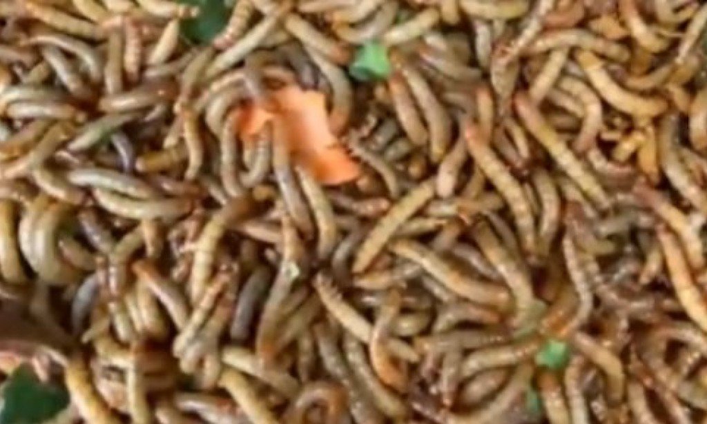 تفسير رؤية الدود في المنام  وعلاقته بالسحر