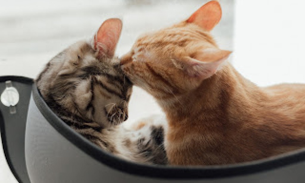 ?Do Pets Really Benefit from Being Petted