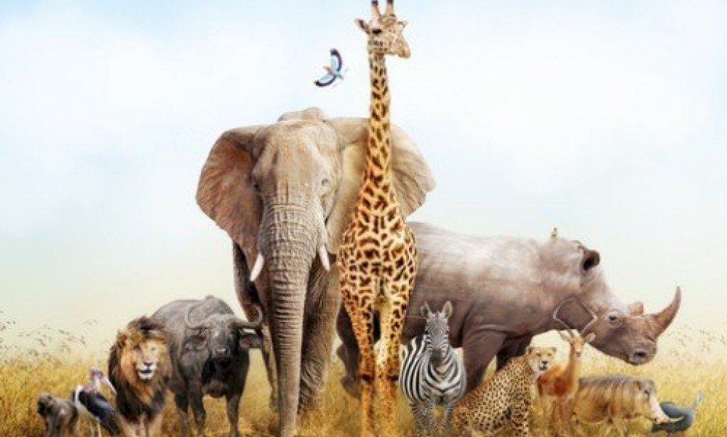 معلومات مشوقه عن الحيوانات