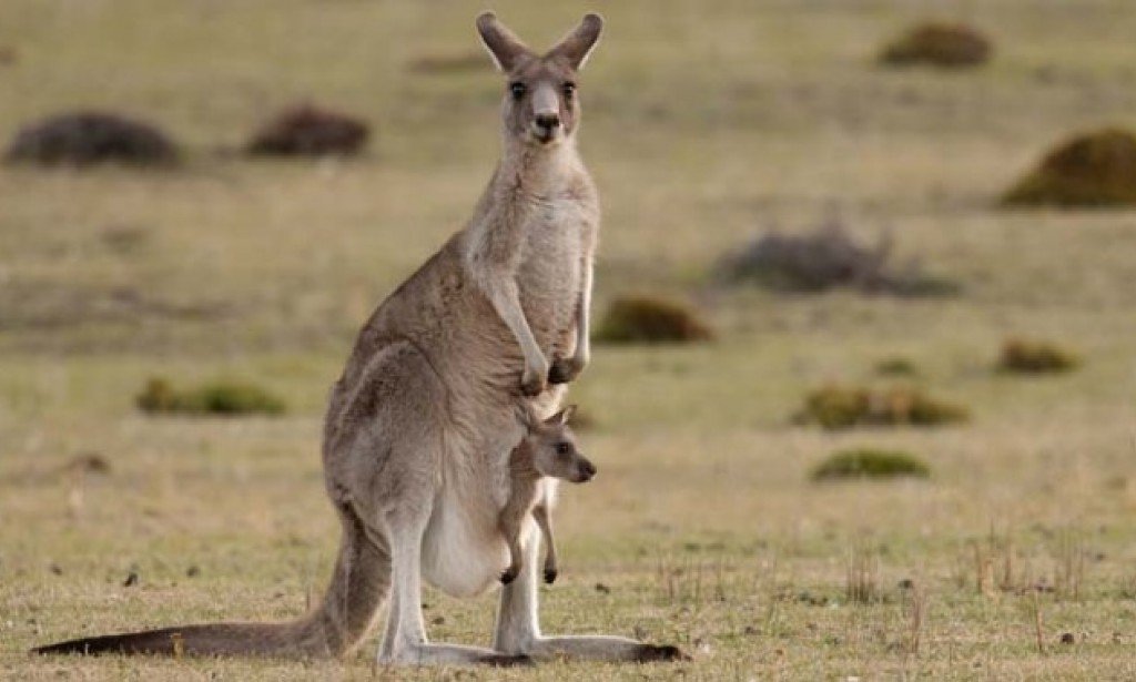 Strange and illogical myths that turn out to be true