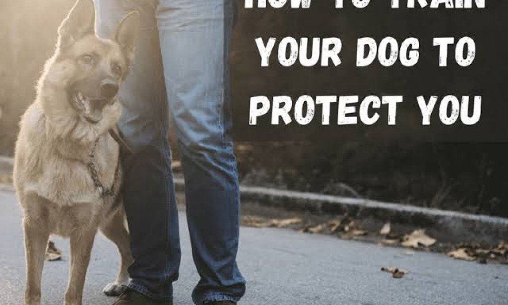 ?How to train your dog