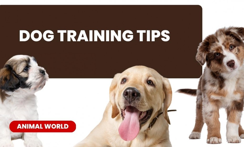 How to properly raise dogs