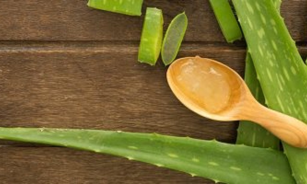 الصبار (Aloe Vera)