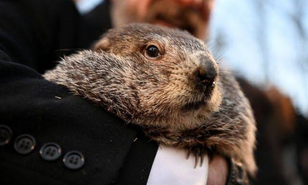 ? How Groundhog Day came to the U.S