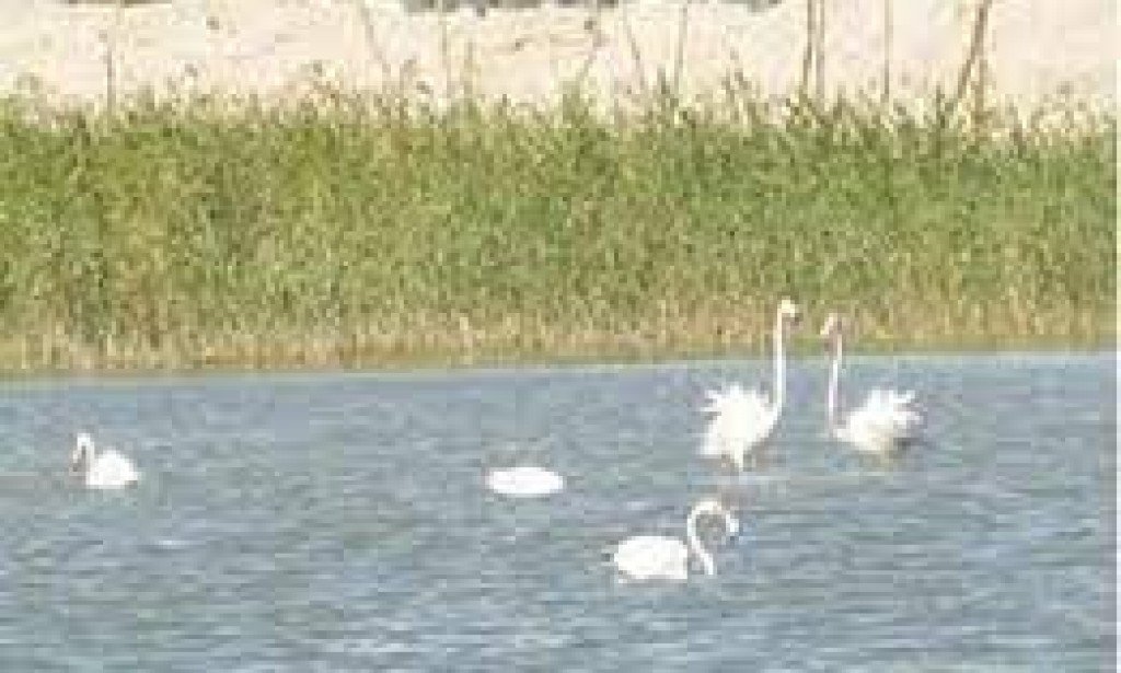 ما اسم أكبر محمية طبيعية في الكويت