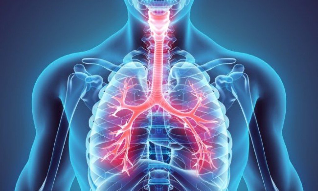 أي تركيب يحدث فيه التنفس الخارجي