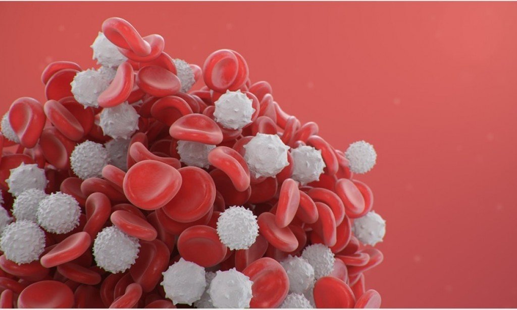 اجابة سؤال أي العبارات تنطبق على خلايا الدم الحمراء والبيضاء معًا؟