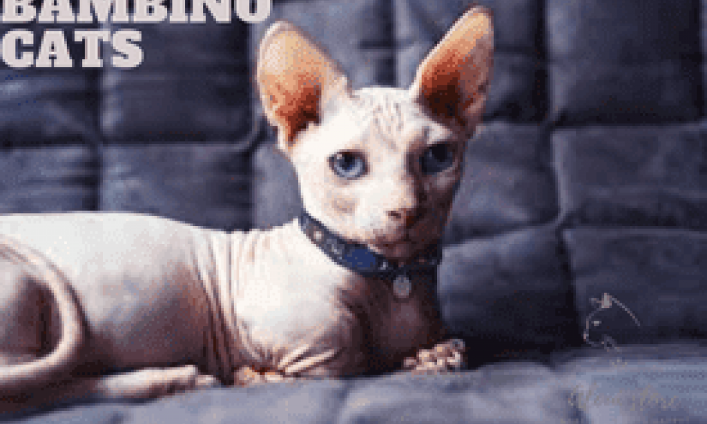 قطط بامبينو