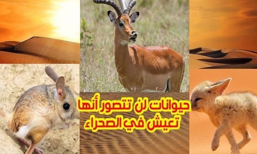 حيوانات تعيش في الصحراء - تعرف علي أشهر حيوانات الصحراء التي تكيفت مع الظروف القاسية