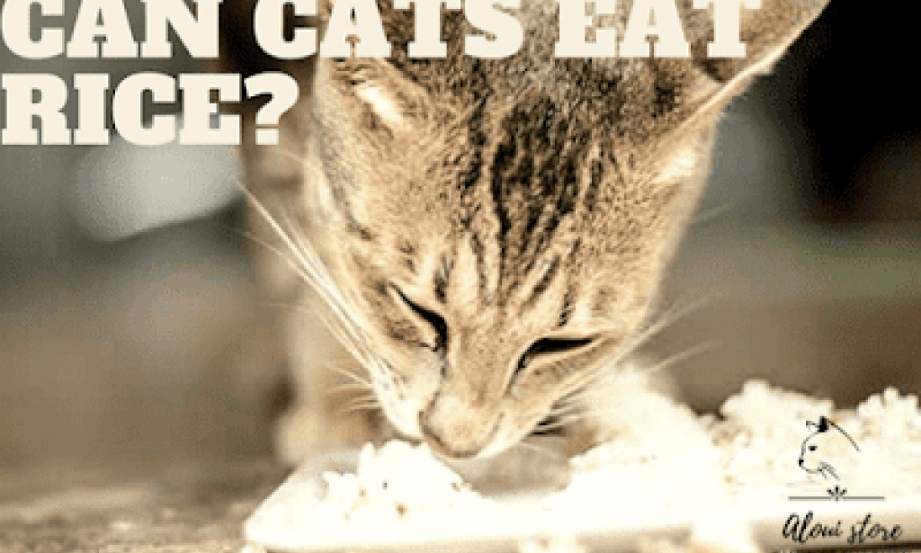 هل يمكن للقطط أن تأكل الأرز؟