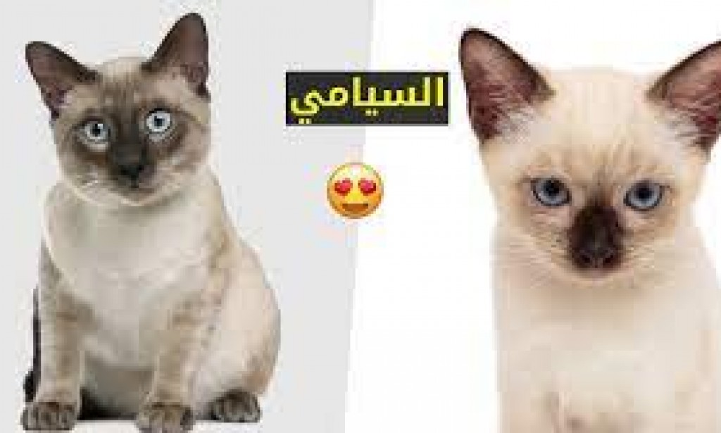 أنواع القطط السيامية