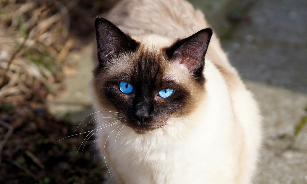 القطط السيامية