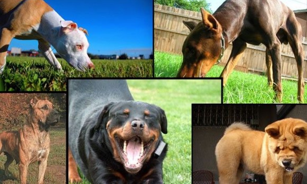 اشرس سلالات الكلاب