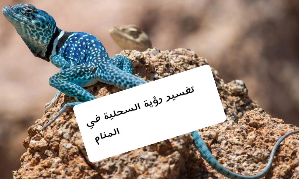تفسير رؤية السحلية في المنام