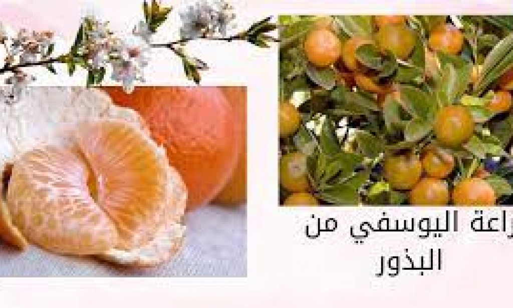 مراحل نمو شجرة اليوسفي - زراعة اليوسفي من البذور