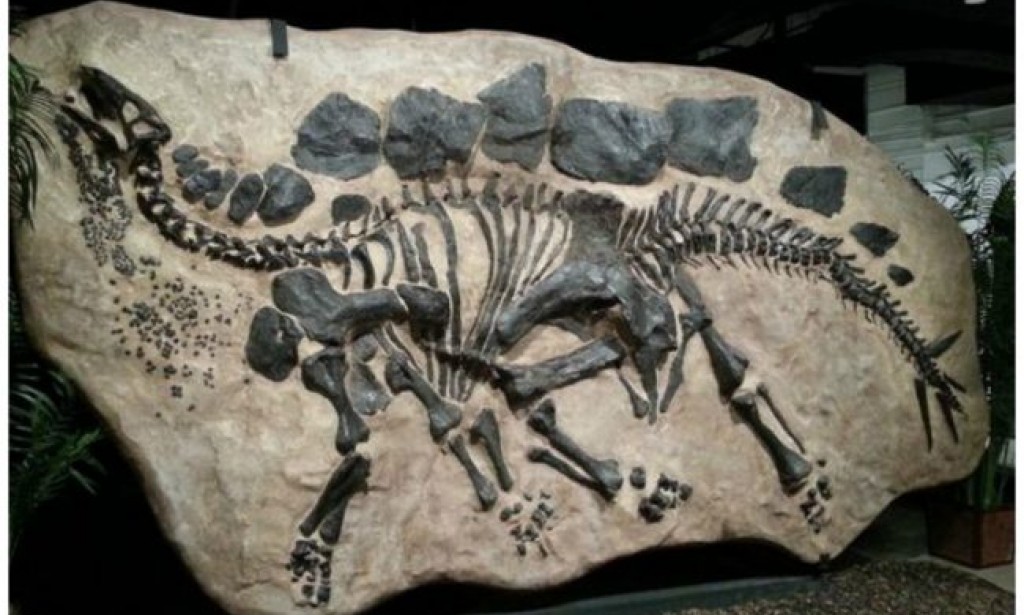 الطبعات نوع من الأحافير رتب الجمل لوصف كيف تتكون ؟