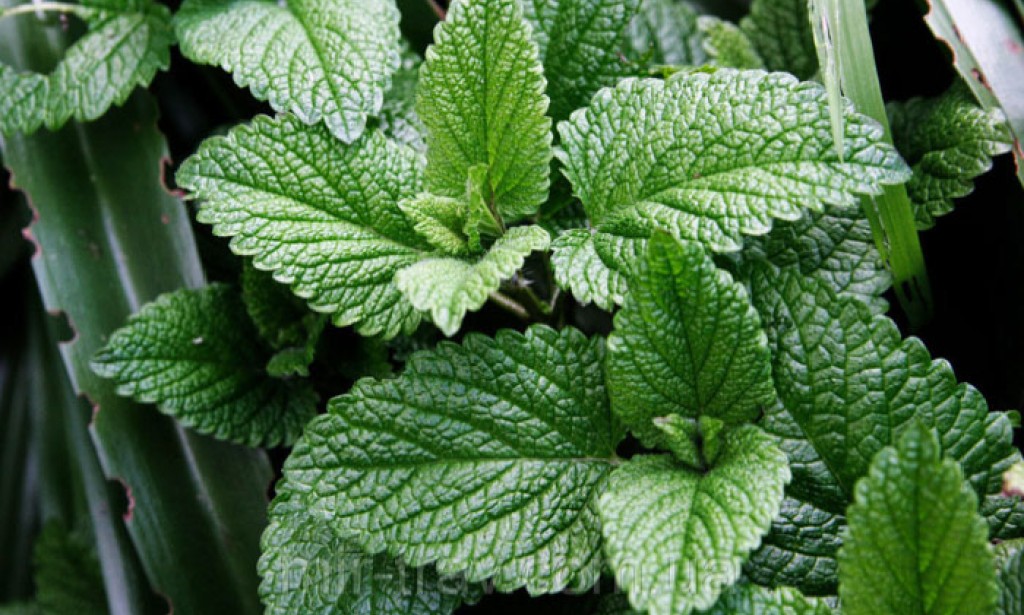 حل سؤال يمكن للنبات الاستفادة من النيتروجين الجوي مباشرة بسبب وجود الكلوروفيل ؟