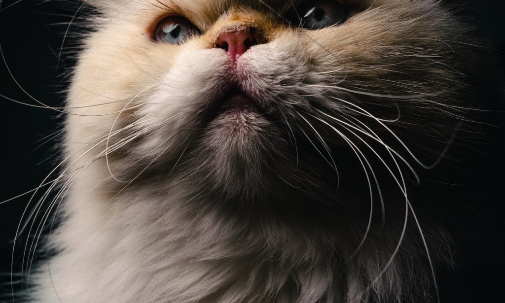 قطط الشيرازي - سحر الجمال والأناقة