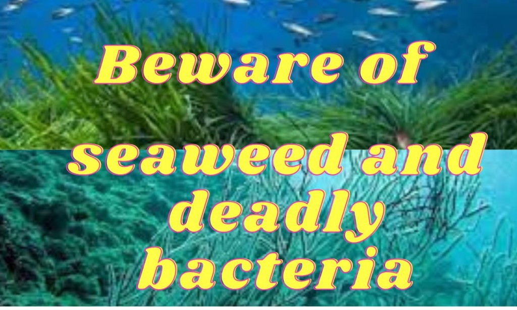 For all vacationers and swimmers in the water 2023... Beware of seaweed and deadly bacteria