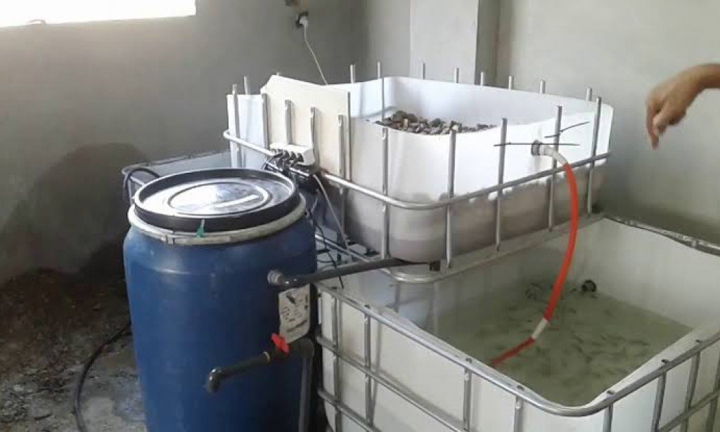 طريقة عمل مزرعة سمكية بالمنزل