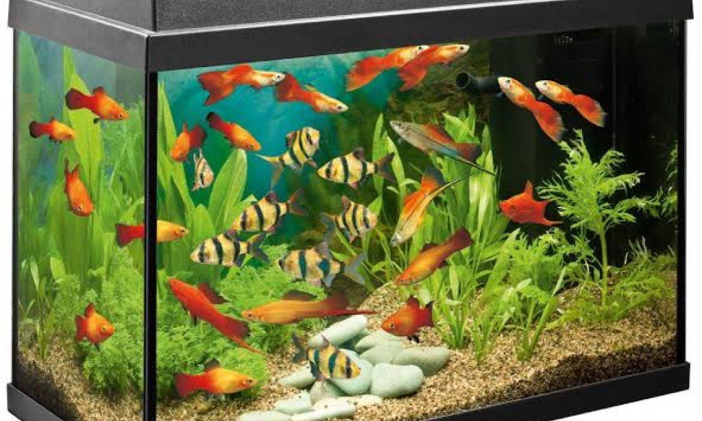 تربية الاسماك في المنزل