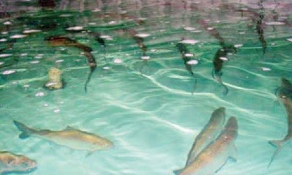 إنشاء مزرعة سمكية صغيرة