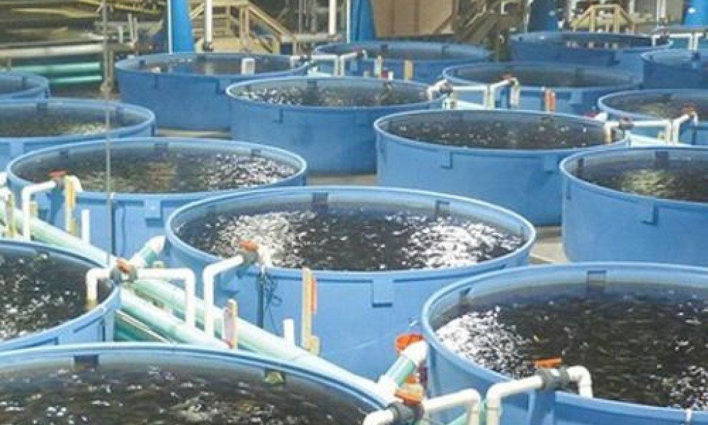 مزايا مزارع الأسماك وعيوبها