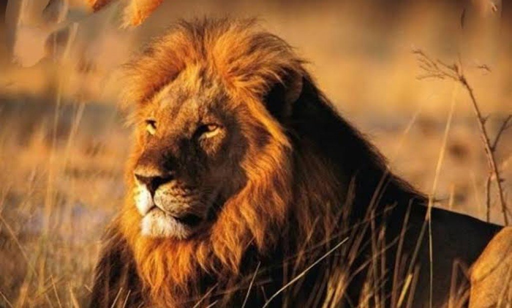 رواية حياة الأسد