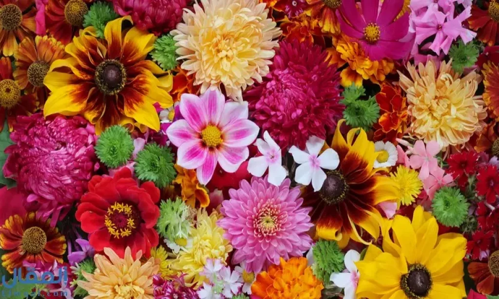 سحر الورد بين الجمال والفوائد المتعددة